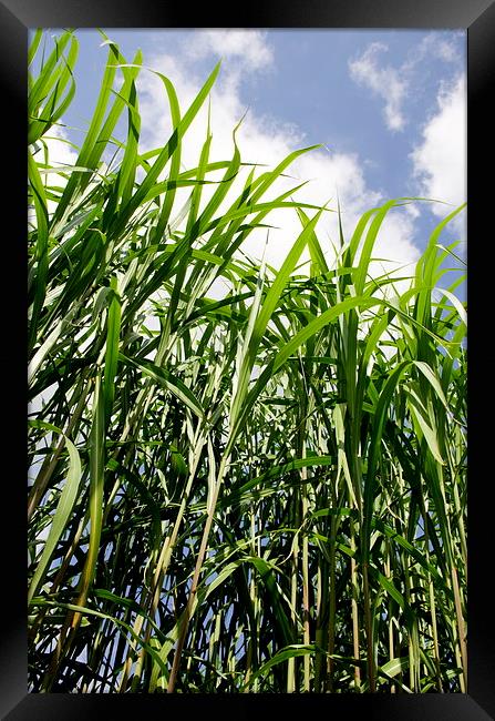 Biomass Grass Plants Framed Print by Richard Pinder