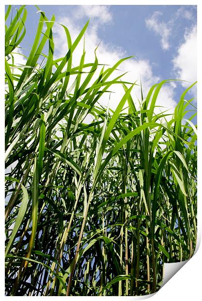 Biomass Grass Plants Print by Richard Pinder