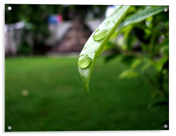 rain drops Acrylic by swapan nagpal