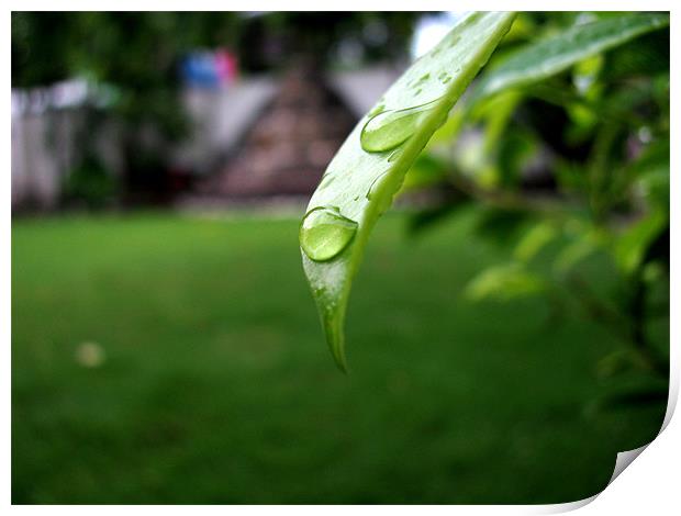 rain drops Print by swapan nagpal