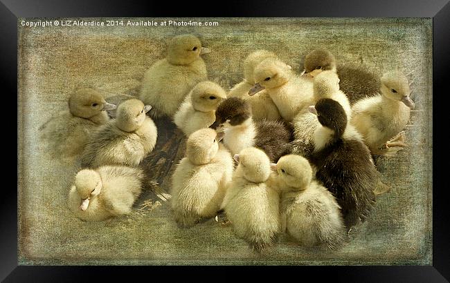 Ducklings Framed Print by LIZ Alderdice