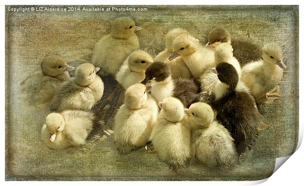 Ducklings Print by LIZ Alderdice