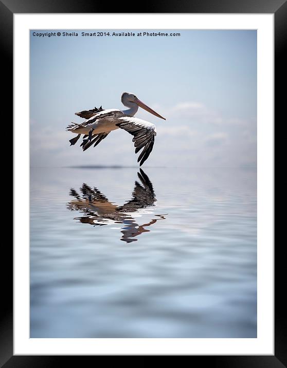Australian white pelican in flight Framed Mounted Print by Sheila Smart