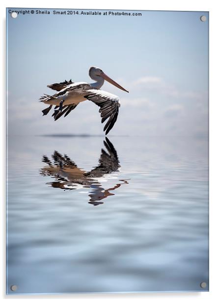 Australian white pelican in flight Acrylic by Sheila Smart