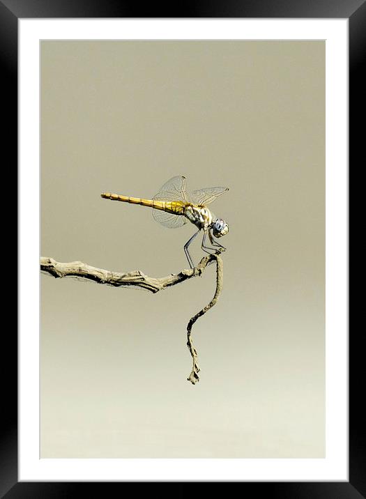 Globe Skimmer or Wandering Glider Framed Mounted Print by Jacqueline Burrell