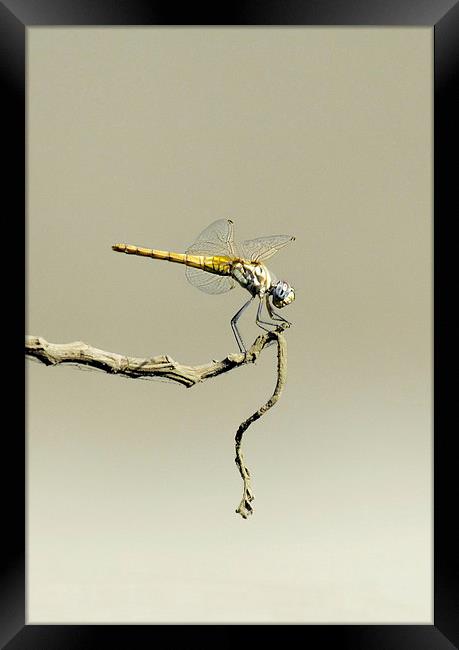 Globe Skimmer or Wandering Glider Framed Print by Jacqueline Burrell