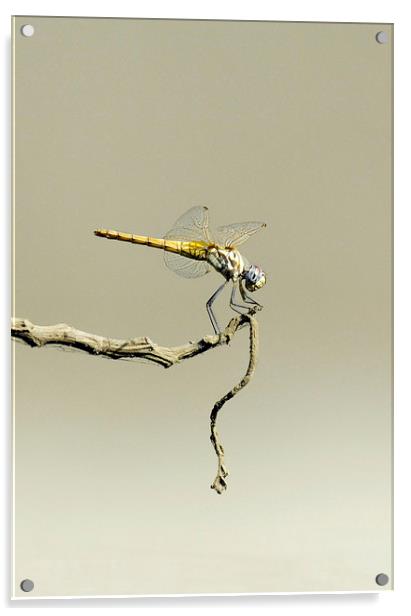 Globe Skimmer or Wandering Glider Acrylic by Jacqueline Burrell