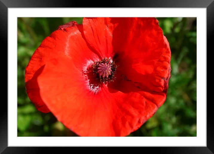 poppy Framed Mounted Print by carin severn