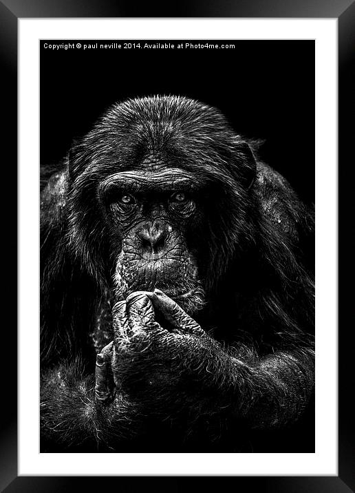 chimp portrait Framed Mounted Print by paul neville