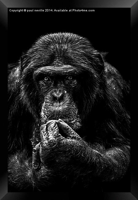 chimp portrait Framed Print by paul neville