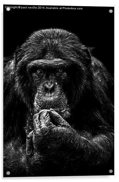 chimp portrait Acrylic by paul neville