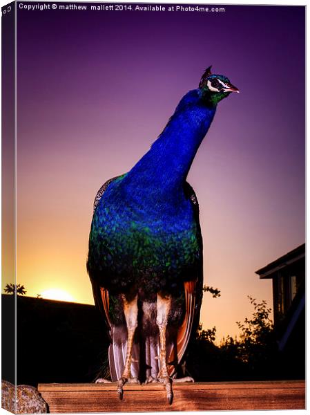 Peacock on Guard at Sunset Canvas Print by matthew  mallett
