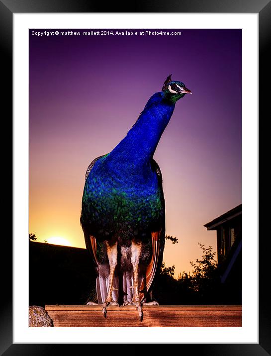 Peacock on Guard at Sunset Framed Mounted Print by matthew  mallett