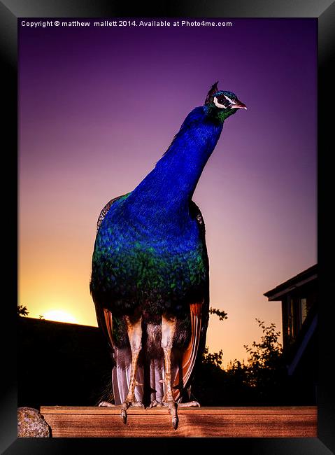 Peacock on Guard at Sunset Framed Print by matthew  mallett