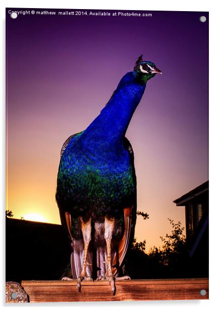 Peacock on Guard at Sunset Acrylic by matthew  mallett
