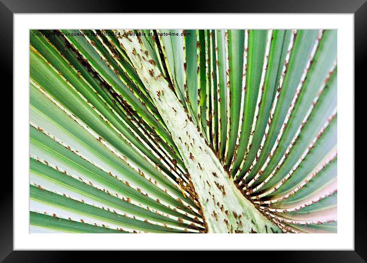 Palmyra Palm Patterns Framed Mounted Print by Jacqueline Burrell
