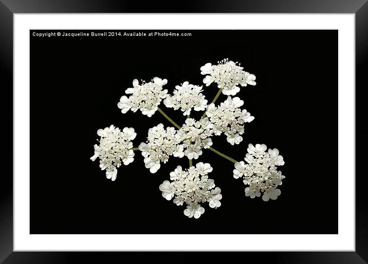 Cream Lace Framed Mounted Print by Jacqueline Burrell