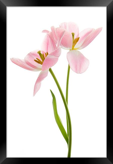 Tulip Duet Framed Print by Ann Garrett