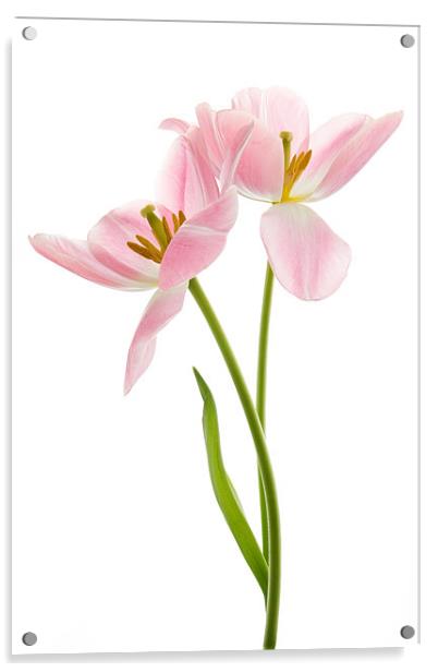 Tulip Duet Acrylic by Ann Garrett