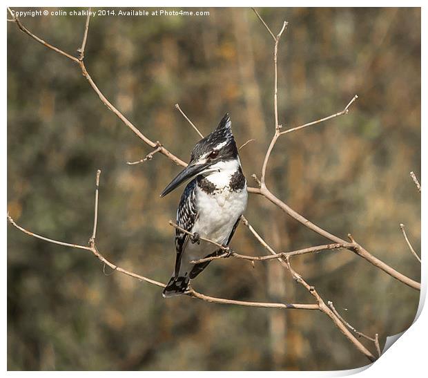 South African Pied Kingfisher Print by colin chalkley