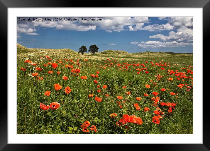 Poppies Framed Mounted Print by David Pringle