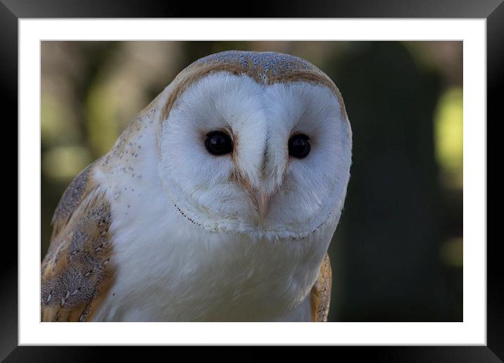 Barn Owl Framed Mounted Print by Alan Baird