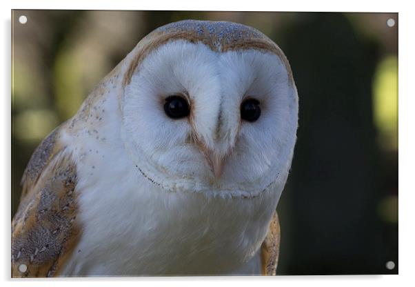 Barn Owl Acrylic by Alan Baird