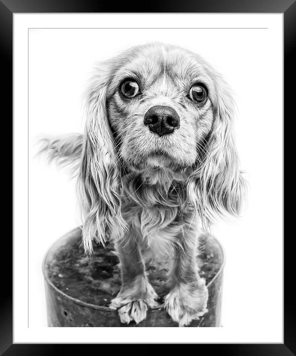 Cavalier King Charles Spaniel Puppy Dog Portrait | Framed Mounted Print by Edward Fielding