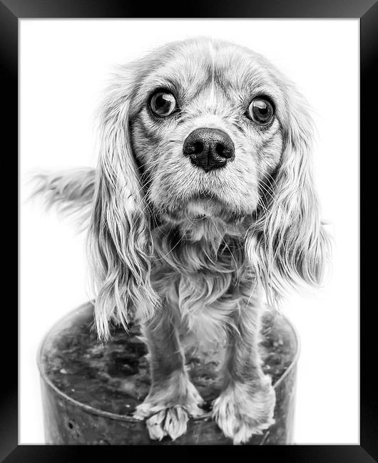 Cavalier King Charles Spaniel Puppy Dog Portrait | Framed Print by Edward Fielding