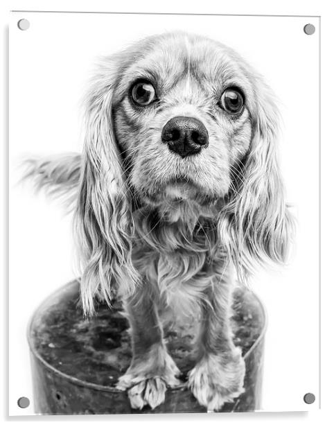 Cavalier King Charles Spaniel Puppy Dog Portrait | Acrylic by Edward Fielding
