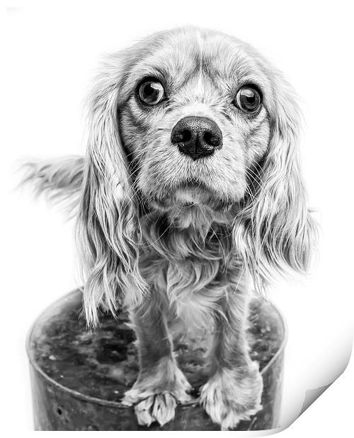 Cavalier King Charles Spaniel Puppy Dog Portrait | Print by Edward Fielding