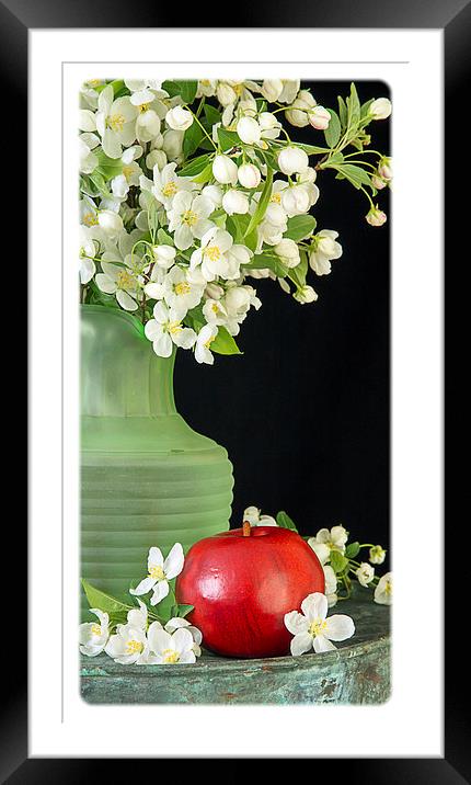 Apple Blossoms Framed Mounted Print by Edward Fielding