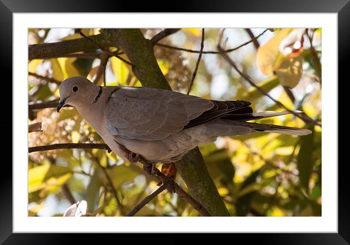 Collared Dove Framed Mounted Print by Michael Crawford