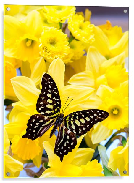 Beautiful butterf ly on yellow daffodill flowers | Acrylic by Edward Fielding