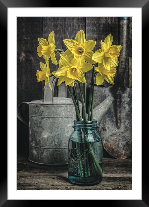 Spring Daffodil Flowers Framed Mounted Print by Edward Fielding