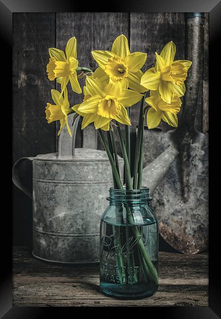 Spring Daffodil Flowers Framed Print by Edward Fielding