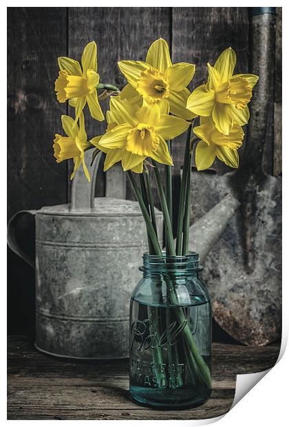 Spring Daffodil Flowers Print by Edward Fielding