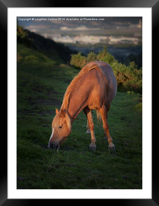 Horse at sunset Framed Mounted Print by Leighton Collins