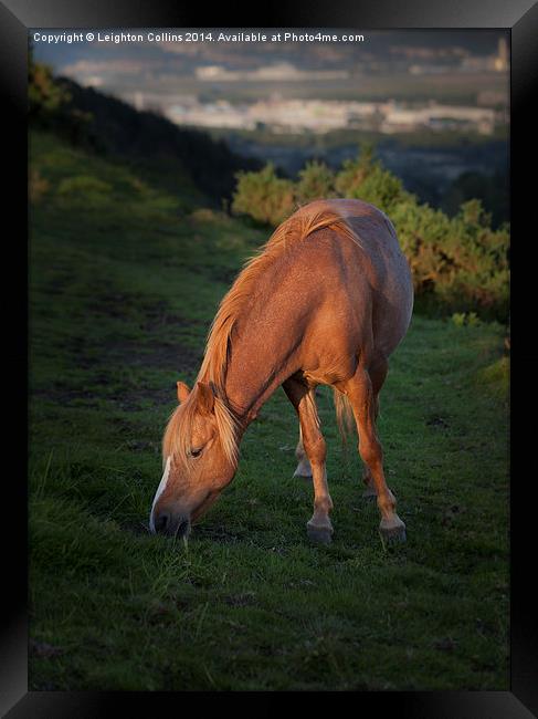 Horse at sunset Framed Print by Leighton Collins