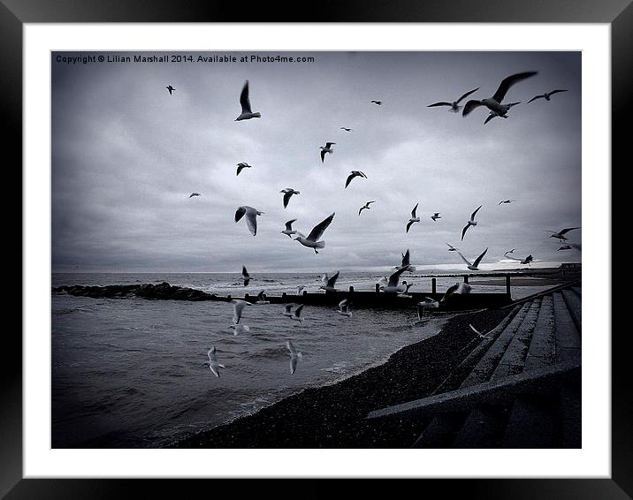 Seagulls at Cleveleys. Framed Mounted Print by Lilian Marshall