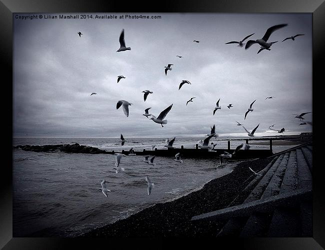 Seagulls at Cleveleys. Framed Print by Lilian Marshall