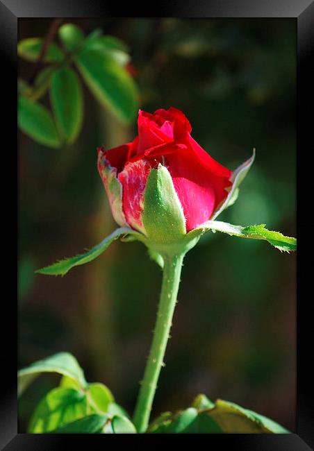 the red rose Framed Print by Pete Schulte