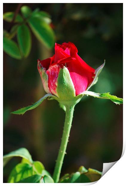 the red rose Print by Pete Schulte