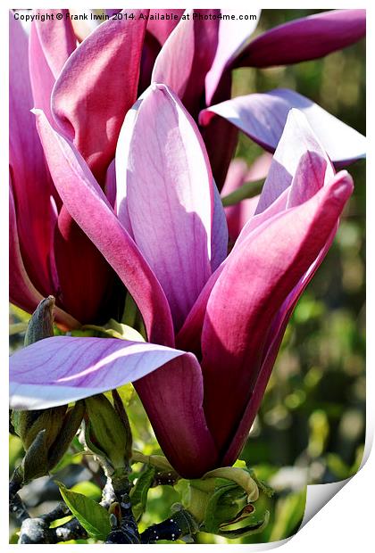 Colourful Spring Magnolia Print by Frank Irwin