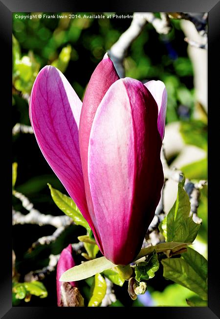 Colourful Spring Magnolia Framed Print by Frank Irwin