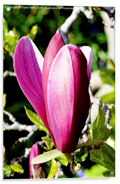 Colourful Spring Magnolia Acrylic by Frank Irwin