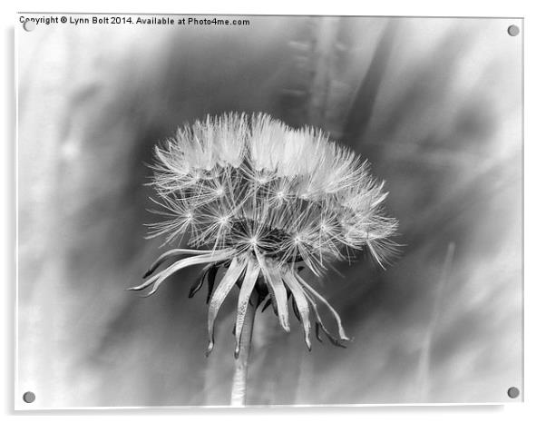 Tick Tock Dandelion Clock Acrylic by Lynn Bolt