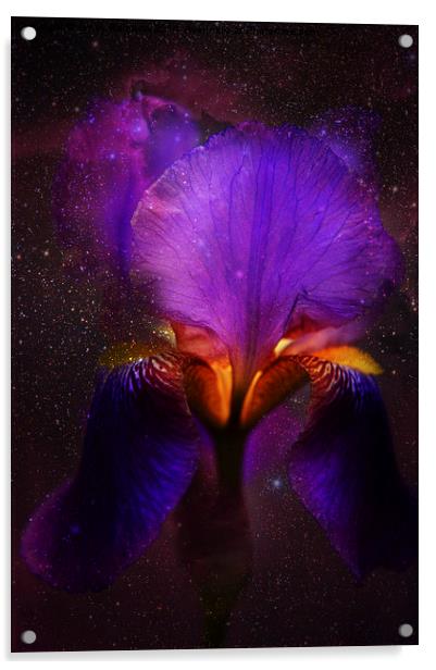 Risen from Stars. Cosmic Iris Acrylic by Jenny Rainbow