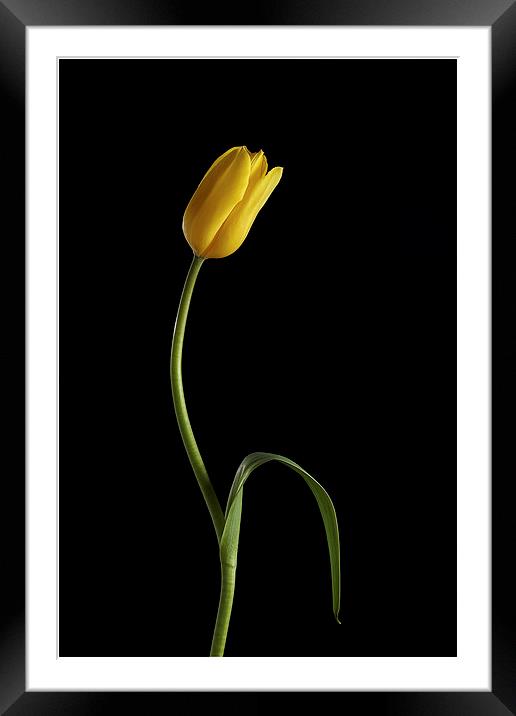 Tulip Framed Mounted Print by Gary Lewis