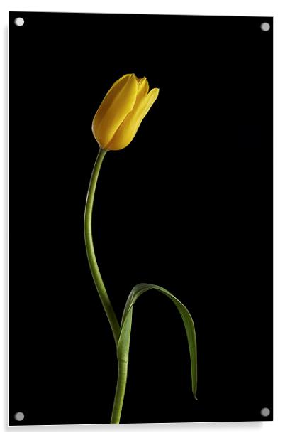 Tulip Acrylic by Gary Lewis